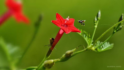 মরণ