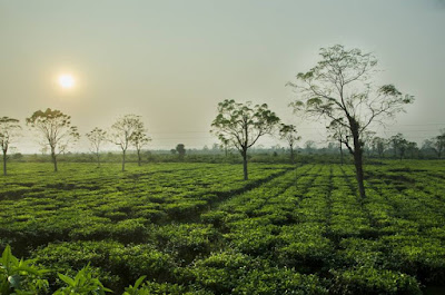 Dhupguri Forest