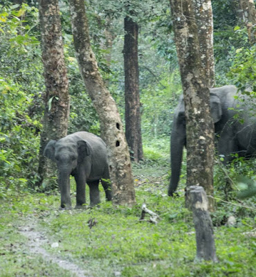 'মাম্মি' আর তার হেভিওয়েট আম্মি